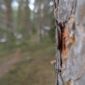 Tronc arbre ecorce
